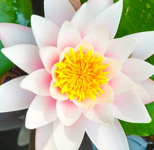 White Water Lily