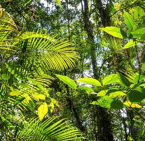 Lush rainforest canopy in Cuyabeno Reserve, Ecuador