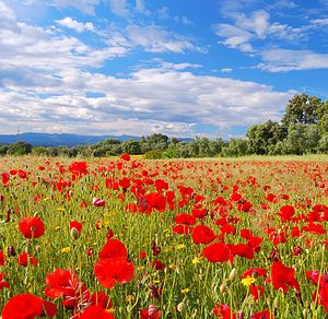 Poppy Field