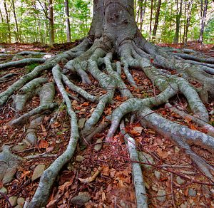Roots in a Beech Forest