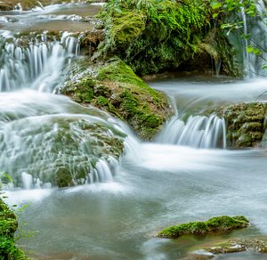 River Flowing Through Green Forest
