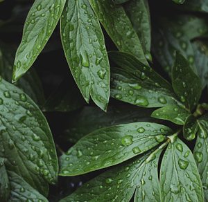 Rain-Soaked Foliage