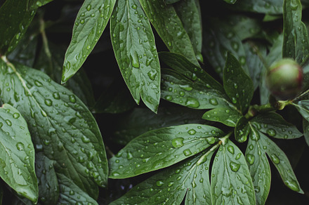 Rain-Soaked Foliage