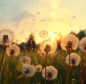 Untamed Meadow Dandelions