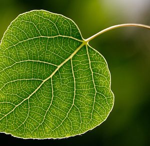 Aspen Leaf Macro