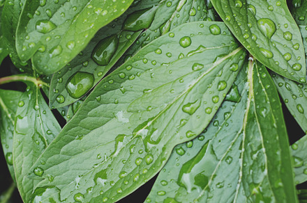 Raindrops on Green Leaves
