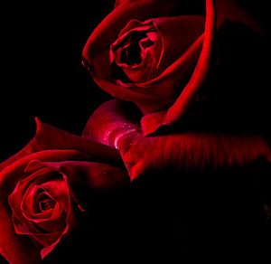 Red Roses