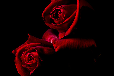 Red Roses