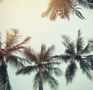 Coconut Palm Trees