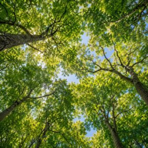 Forest Canopy Photo Collection